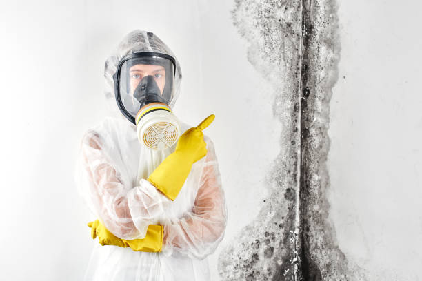 Mold Odor Removal Services in Greenacres, FL